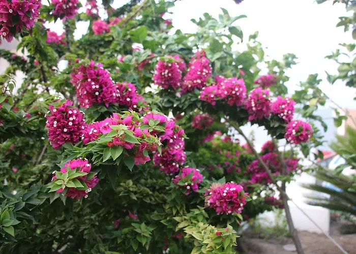 Casa Pompelmo 度假居 利帕里