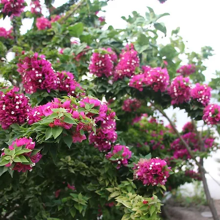 Casa Pompelmo Holiday home Lipari (Isola Lipari)